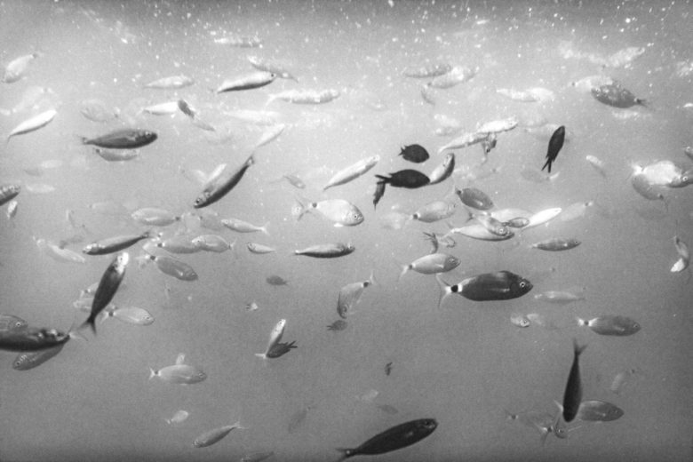 Fishes Adriatic Sea Print